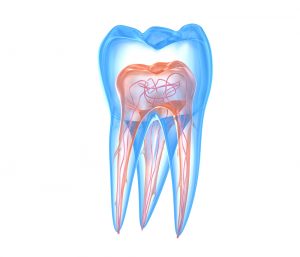 Endodontics